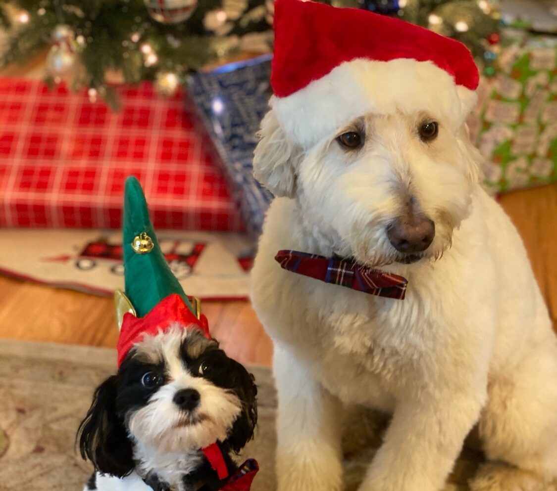 Two festive dogs wearing Christmas hats sit near gifts under a tree.
