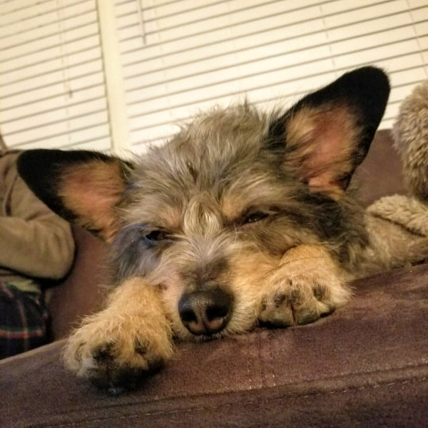 Sleepy scruffy terrier mix resting on a brown couch indoors.