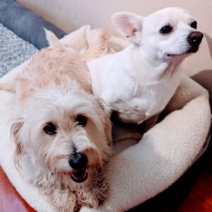 Two small dogs, beige and white, snuggle in a soft pet bed.