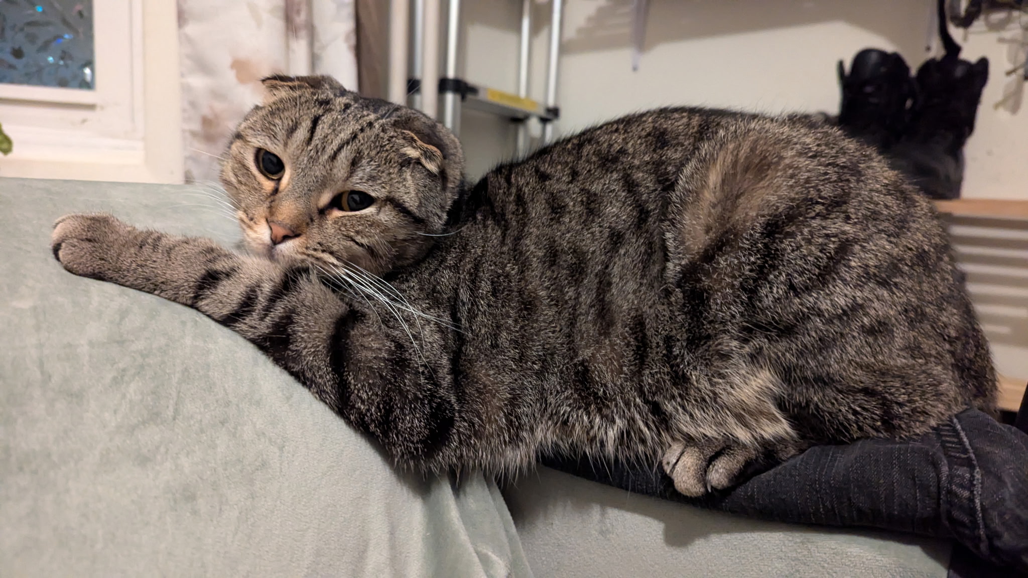 Tabby cat lounging on a pale sofa with a black cat in the background.